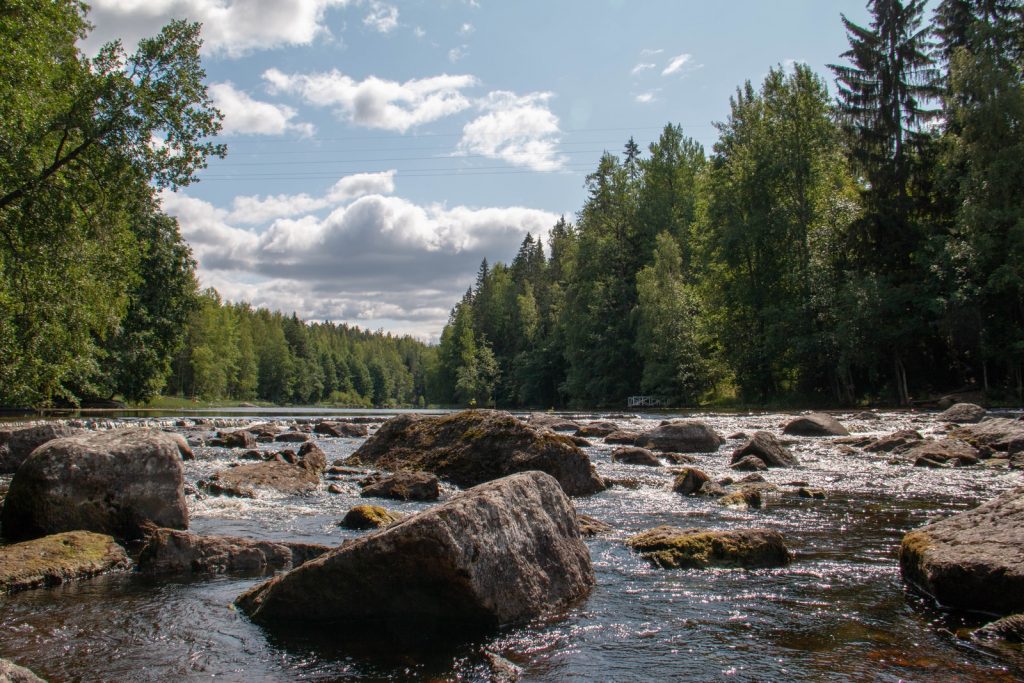 rocky river surrounded with tall trees
